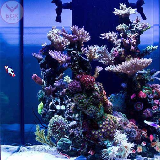 Идеальный морской аквариум с Тропик Марин
