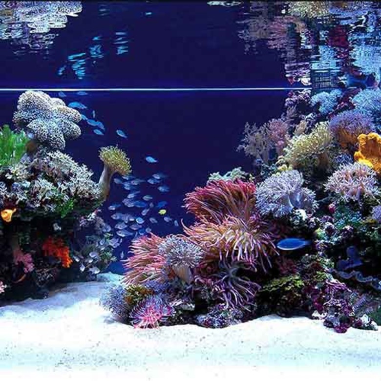Соль Tropic Marin Syn Biotic син биотик морской аквариум купить оптом и в розницу